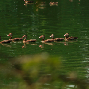 Censo Neotropical de Aves Acuáticas- CNAA 2024 