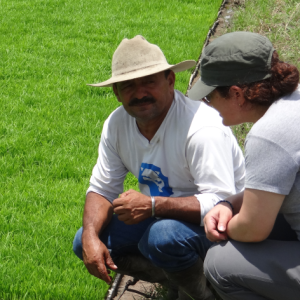 Arroz orgánico: una realidad en el valle geográfico del río cauca