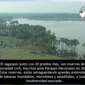 Las aves de los llanos antes de la lluvia