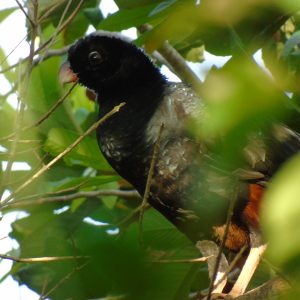 Un canto a la conservación de la sabana