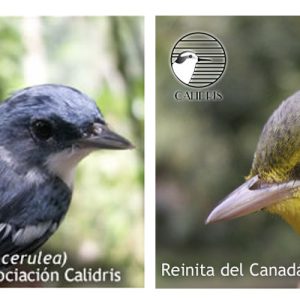 Reinitas migratorias en Colombia, alianzas para su conservación