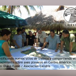 Conectando los países de las Américas a través de las aves playeras