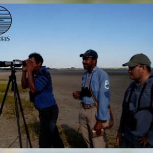 El Caribe colombiano “inundado” de aves: ¿Cuántas hay y qué hacer?
