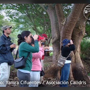 Participa en las jornadas del Censo Neotropical de Aves Acuáticas en el Valle del Cauca