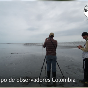 Conteo de aves playeras y otras acuáticas en la costa Pacífica del continente americano-2012-2014