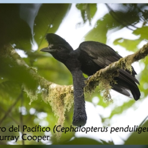 Paragüero del Pacífico una especie escurridiza