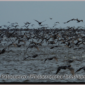 Conteos de aves acuáticas en la Ecorregion Ciénaga Grande de Santa Marta