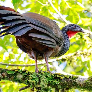 Pava Caucana: una alianza para su conservación
