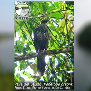 ¿Dónde está la Pava del Baudó?