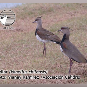 Pellar (Vanellus chilensis)