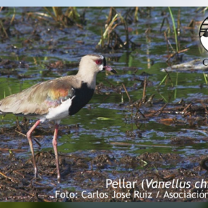 El Pellar, Todo un Símbolo