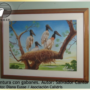 El Yopal, un bosque de Yopos