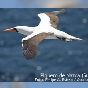 Noches a la deriva, una actividad riesgosa que toman los piqueros de Nazca