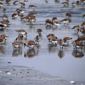 Nueva colección de mapas de la Alianza de la Iniciativa de Conservación de las Aves Playeras del Pacífico