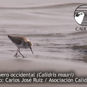 Monitoreo invernal del Playerito Occidental