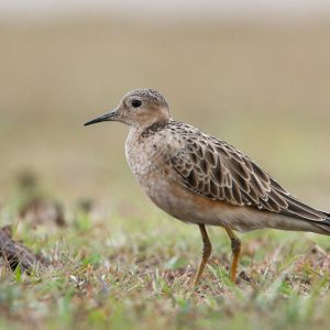 Un nuevo Sitio RHRAP en Colombia