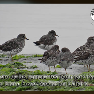 Atlas de Aves Playeras de Perú