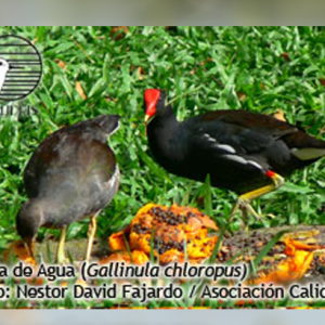 Polla de agua – Polla gris