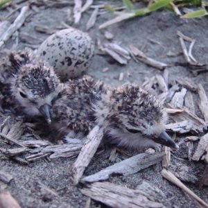 Cada paso cuenta para las aves que anidan en las costas 
