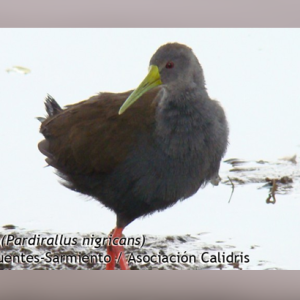 Primer rally de rálidos-Colombia. 1-15 Octubre 2014