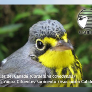 Reinita del Canadá (Cardellina canadensis) en Colombia