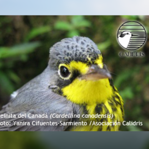 Taller Cardellina canadensis