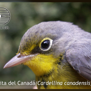 La Reinita de Canada (Cardellina canadensis): una oportunidad de conservación para las aves migratorias y los hábitats en Colombia.
