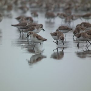 Cuando baja la marea en el Pacífico colombiano
