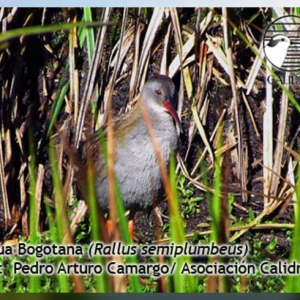 El Parque Nacional Natural Chingaza, hogar y refugio de la Tingua Bogotana