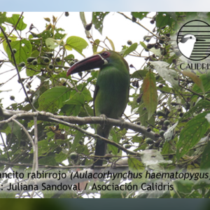 Evaluación de Medio Término de las Campañas ARA en el Valle del Cauca, Colombia.