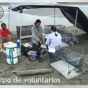 Aprendiendo sobre el vuelo del Playero Occidental en la Bocana de Iscuandé